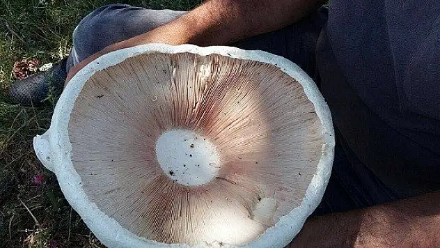 Kastamonu'da aynı aileden 4 kişi mantardan zehirlendi