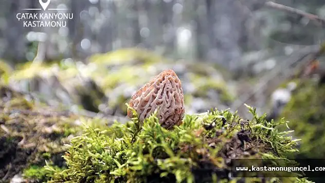 Bütünleşik Turizm Projesi'nin çıktıları alınmaya başlandı