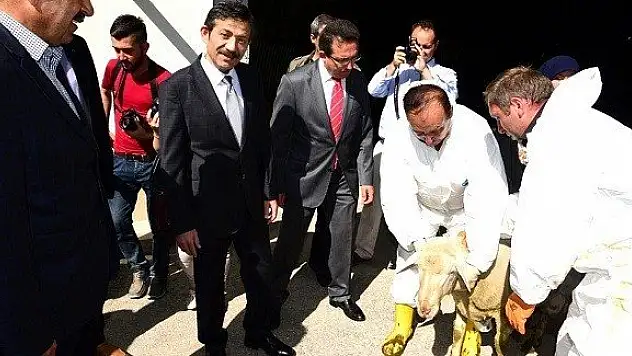 Kastamonu'da Koç dağıtımı yapıldı