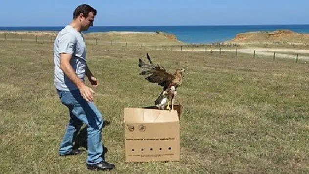 Yaralı Kızıl Şahin, tedavi edilerek doğaya bırakıldı