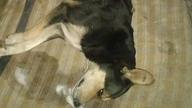 Kastamonu'da 6 köpek zehirlenerek telef oldu