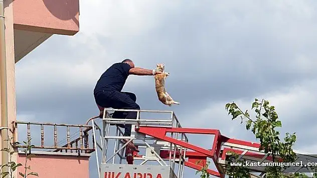 Mahsur kalan kediyi itfaiye kurtardı