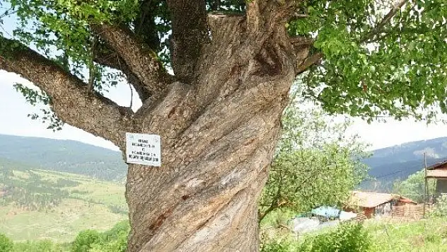 200 yıllık burgulu armut ağacı görenleri şaşırtıyor