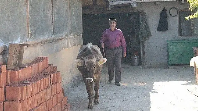 Yeni köylerinde ahır olmayınca, buzağılarına evlerinde bakıyorlar