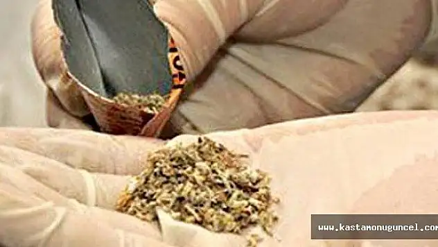 Kastamonu'da 15 gram bonzai ele geçirildi