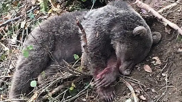 Tuzağa düşen ayı, Milli Park ekiplerince kurtarıldı