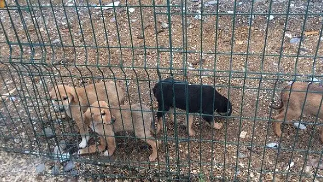 Hayvan severlerden Başkan Uzuner'e teşekkür!