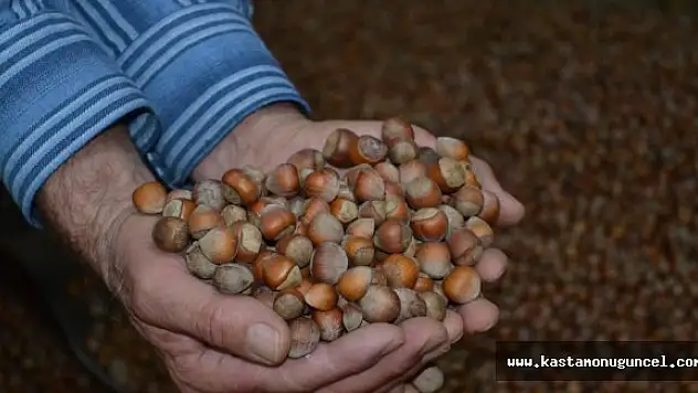 Kastamonu'dan pazara 264 ton fındık indi