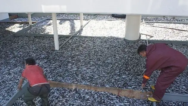 Kastamonu'da bir gecede 500 ton hamsi avlandı