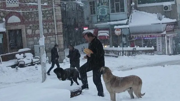 Aç kalan sokak köpeklerini vatandaşlar besledi