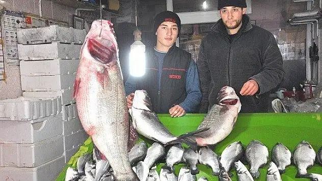 15 kiloluk levrek görenleri şaşırtıyor