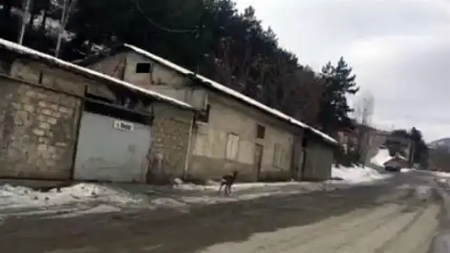 Aç kalan karaca şehir merkezine indi