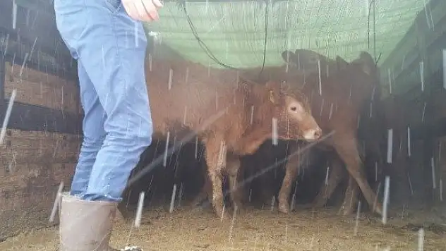 Pınarbaşı'da çiftçilere 24 sığır hibe edildi