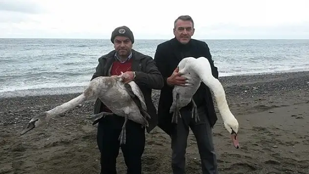 Yaralı Kuğular tedavi altına alındı