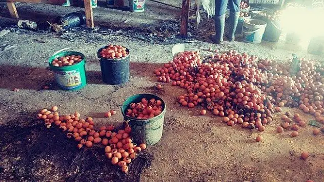 Çiftlikte çıkan yangında binlerce yumurta kül oldu