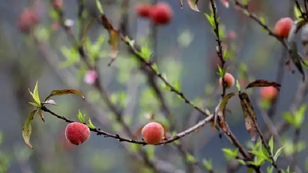 İlk Cemre havaya düşüyor