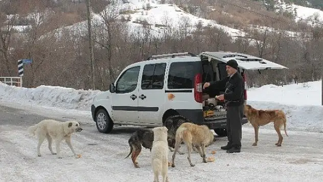 Köpekler için her gün 50 km. yol gidiyor