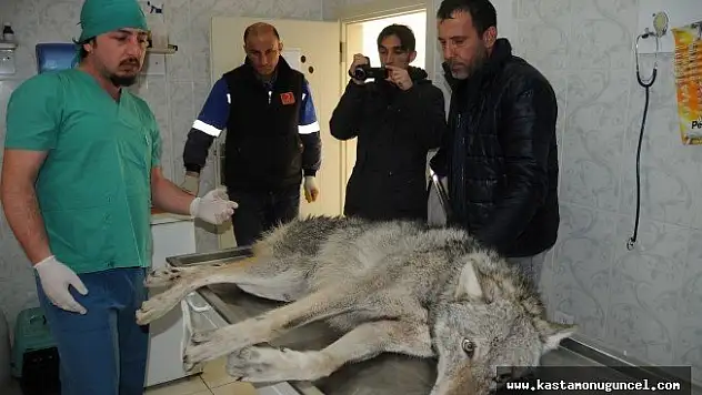 Otomobilin çarptığı yaralı kurt tedavi altına alındı