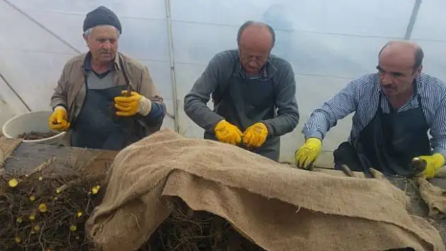 Kastamonu ve Sinop'ta cevizler aşılanıyor