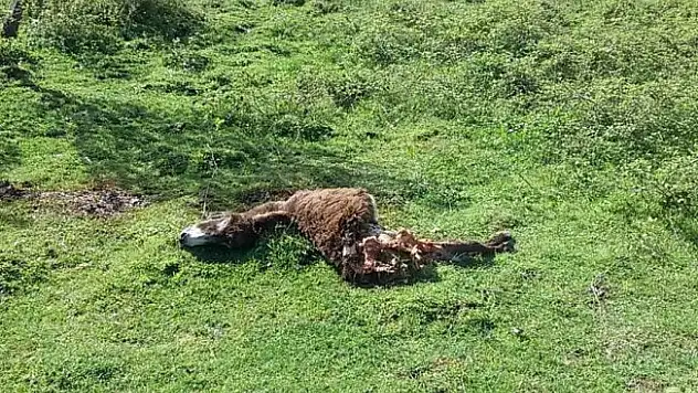 Kastamonu'da ayının saldırdığı eşek telef oldu