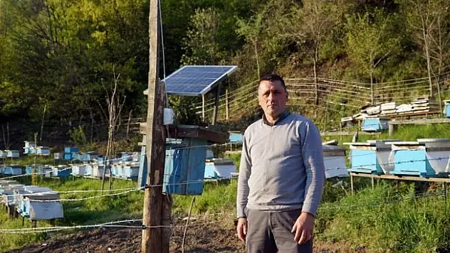 Arı kovanlarını ayılardan korumak için nöbet tutuyorlar