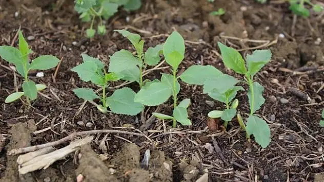 Daday'da yabani meyve yetiştirilmeye devam ediyor
