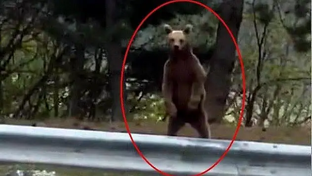 Ilgaz Dağı'nda yavru ayı vatandaş kamerasına yakalandı