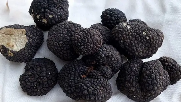 Kastamonu'da Trüf Mantarı Ormanı için çalışmalar başlatıldı