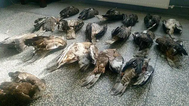 Şahin avcısına rekor ceza!