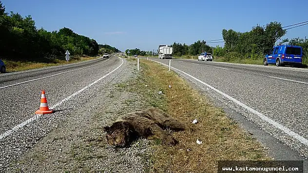 Aracın çarptığı ayı telef oldu