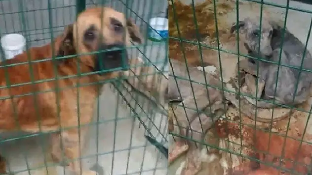 Hayvan barınağının görüntüleri hayvanseverleri ayağa kaldırdı