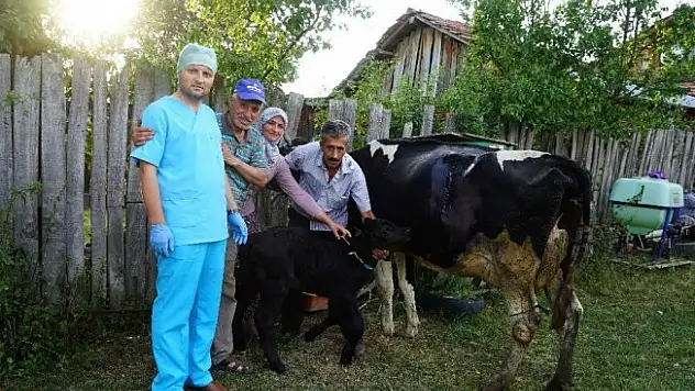 109 kilo ağırlığında doğan buzağı görenleri şaşırttı