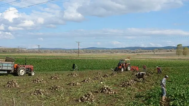 Daday'da pancar üretimi arttı