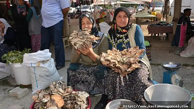 İstiridye mantarı pazarda 5 liraya alıcı buluyor