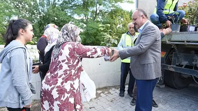 Kastamonu Belediyesi, 3 bin 500 gül fidesi dağıttı