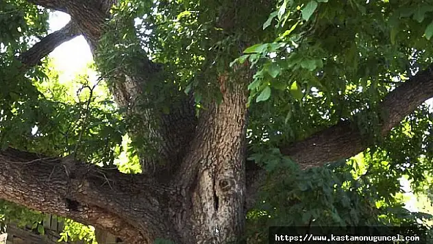 Ağaçtan düşen şahıs, hayatını kaybetti