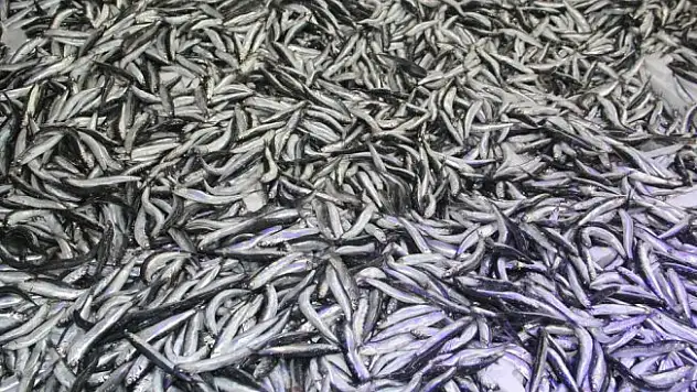 Hamsi avı balıkçının yüzünü güldürdü