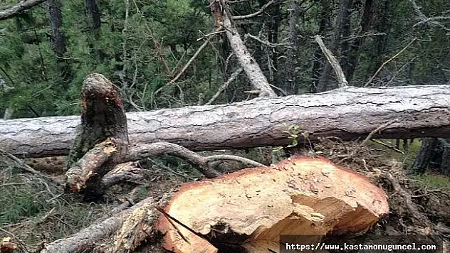 Kestiği ağaç üstüne düşen adam öldü