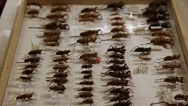 Çekirge ailesinden 1 cins ve 7 tür keşfedildi