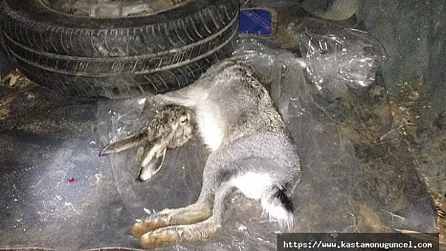 Kaçak tavşan avcılığına ceza yağdı