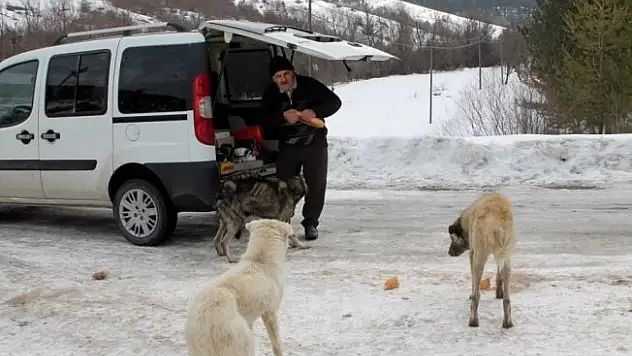 Sokak köpekleri için haftanın 3 günü 30 kilometre yol gidiyor