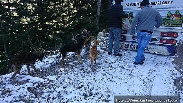 Yaylaya bırakılan köpekleri hayvanseverler kurtardı