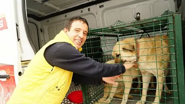 Kayıp 5 kişilik aileye ait çoban köpekleri, barınağa götürüldü