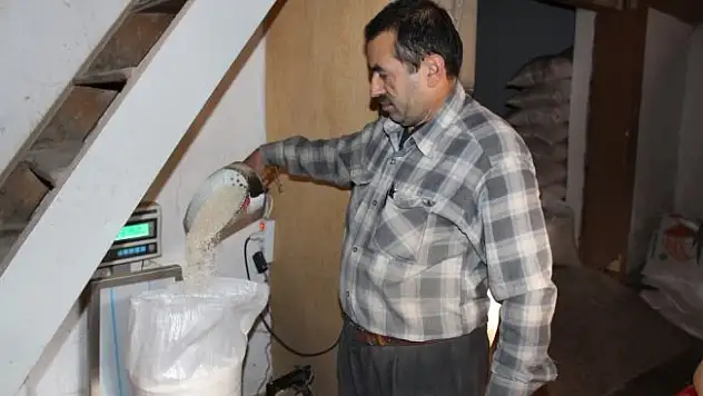 'Meşhur Tosya Pirinci'nin lezzeti Ilgaz'ın karından geliyor