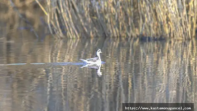Nadir görülen kuş türü Kastamonu'da fotoğraflandı