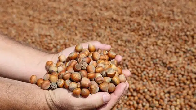 Türkiye üç ayda 100 bin ton fındık ihraç etti