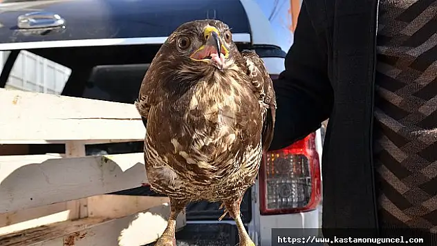 Yaralı doğan tedavi edilecek