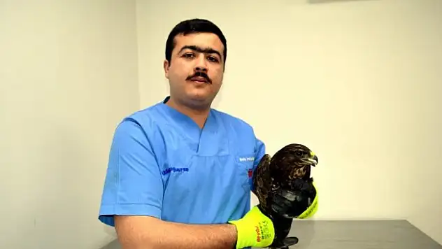 Avcıların vurduğu yaralı şahin tedavi altına alındı