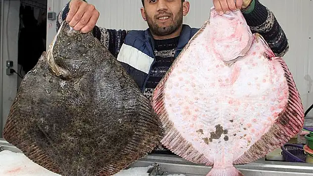 Hamsiden umduğunu bulamayan balıkçının 'kalkan' sevinci