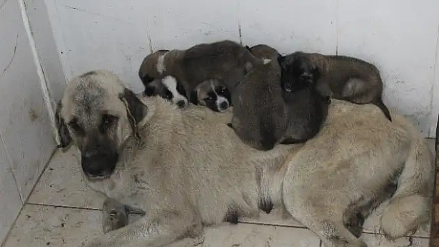 Jandarmadan örnek davranış